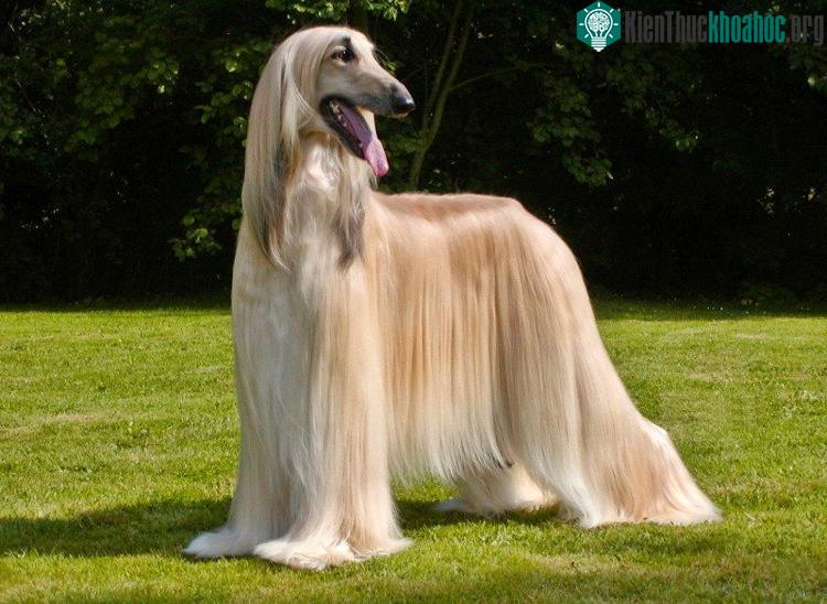 Chó săn Afghan (Afghan Hound).