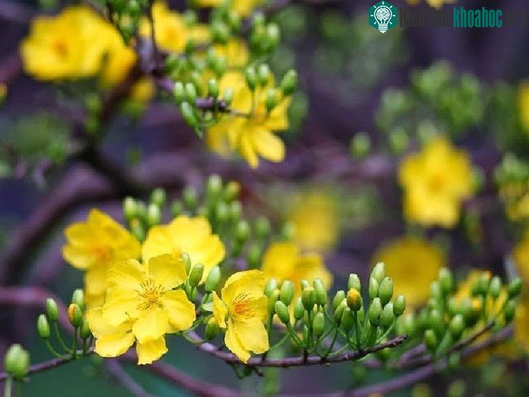 Việc tỉa tán rất quan trọng vì sẽ giúp tạo lại sáng, tán lá cho cây.