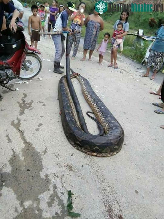 Con trăn khổng lồ trở thành món ăn cho mọi người dân trong làng.