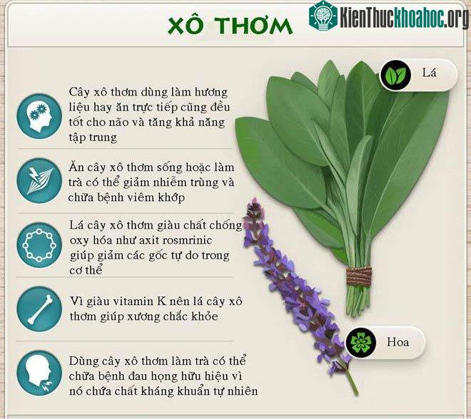 Tác dụng chữa bệnh của rau xô thơm