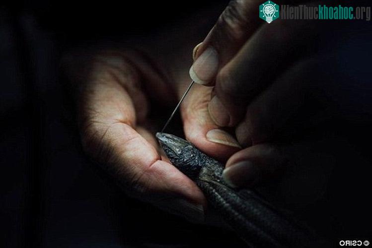 Một sinh vật mới trông giống loài kỳ nhông.