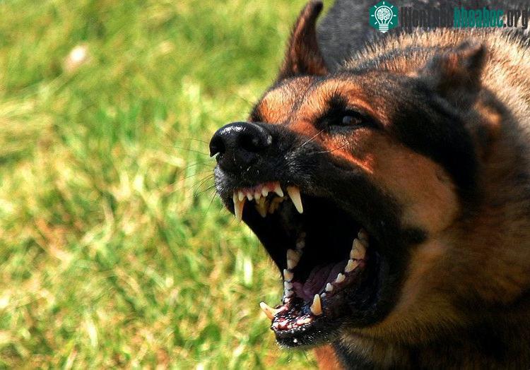 Chó Béc-giê có lực cắn còn mạnh hơn cả Pitbull. (Nguồn: Rottweilerlife).