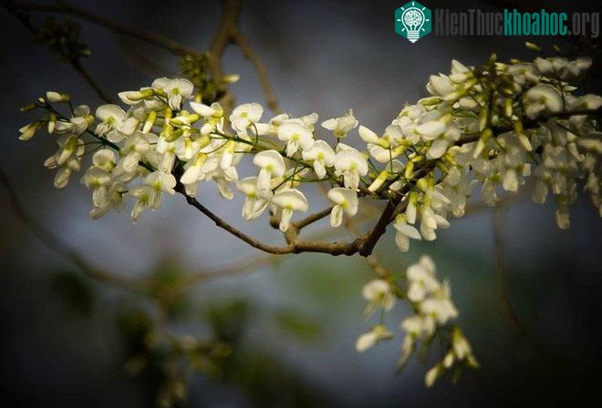 Khoảnh khắc hoa sưa đầu mùa.
