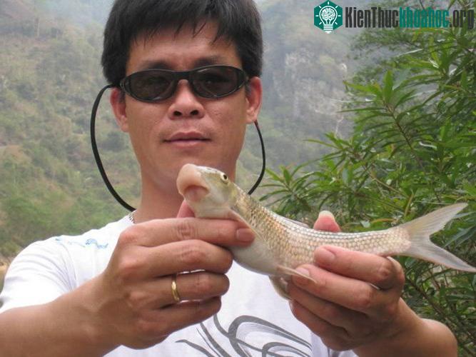 Cá anh vũ có điểm đặc trưng dễ nhận ra là phần miệng loe ra như mũi lợn.