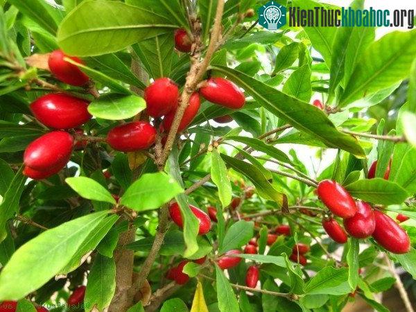 Trái cây Miracle hay còn được gọi là trái cây kì diệu.