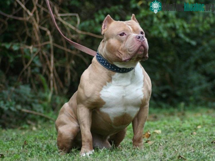 Giống chó Pit Bull hung dữ và nguy hiểm nhất thế giới.