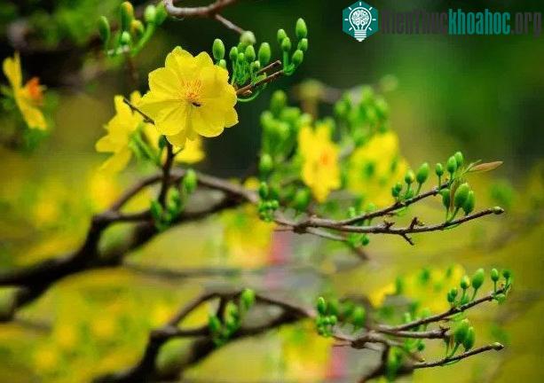 Tuyệt đối không bón phân khi vừa thay đất vì bộ rễ không thể hấp thụ được phân.