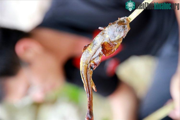Thưởng thức món cá đắng nướng giữa đại ngàn Hoàng Liên Sơn.