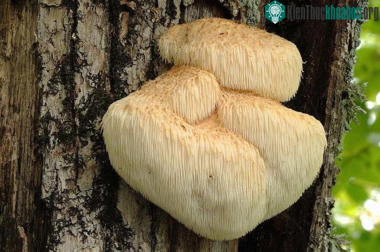 Nấm hầu thủ