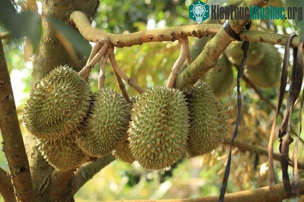 Sầu riêng có vỏ dày với lớp gai nhọn, khi chín cơm quả màu vàng tươi, mùi nồng đặc trưng.