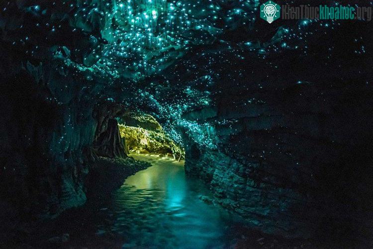 Hang động đom đóm Waitomo nổi tiếng thế giới.