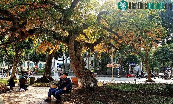Hồ Gươm đẹp quyến rũ mùa lộc vừng thay lá ảnh 4