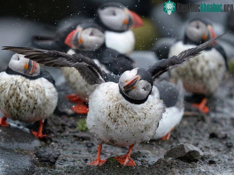 Tên gọi puffin có được là do chúng trông giống những quả bông đầy lông. (Ảnh: Reuters/Nigel Roddis).