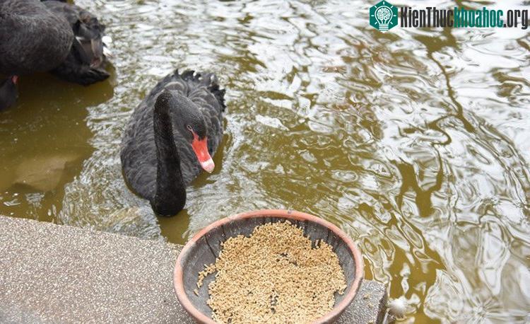 Thức ăn của Thiên nga chủ yếu là ngô, thóc, cám, bèo, các loại rau