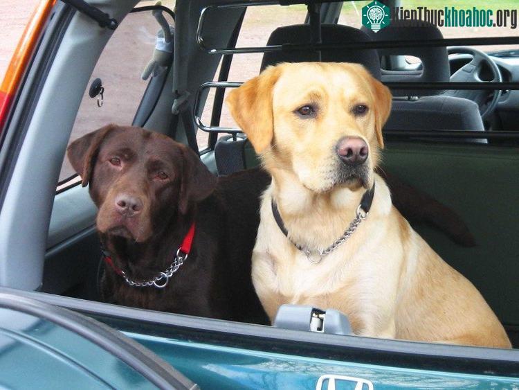 Loài chó Labrador Retriever phổ biến nhất tại rất nhiều nước như Australia, Canada, New Zealand, Anh và Mỹ.