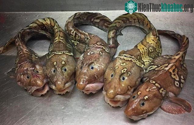 8 sinh vật kỳ quặc tưởng chừng như chúng không thuộc về hành tinh này ảnh 5