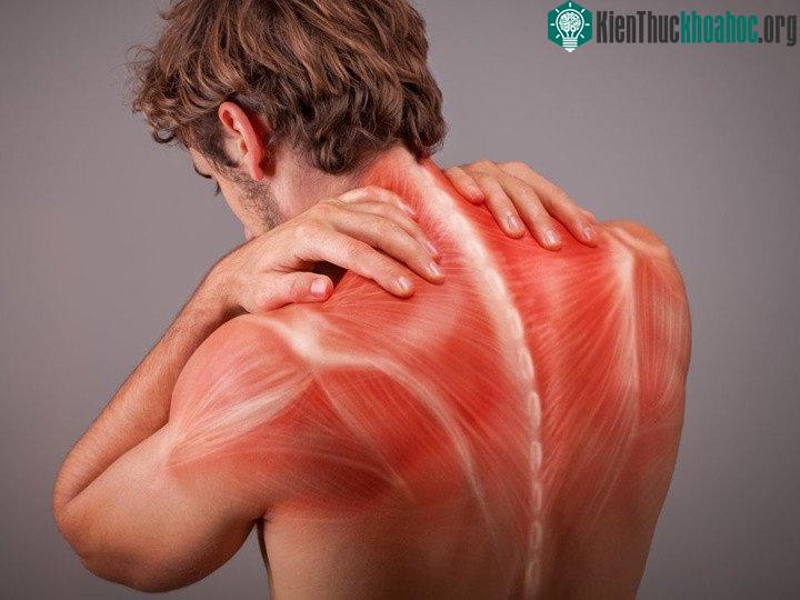 Bị đau và tổn thương cơ là một hệ quả không mong đợi khi cơ thể diễn ra phản ứng miễn dịch với virus cúm.