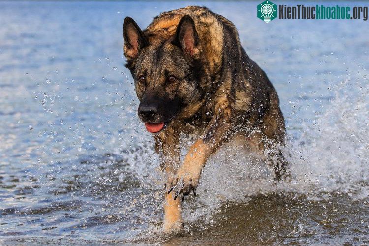 Béc-giê là giống chó rất gan dạ, không sợ hiểm nguy. (Nguồn: Nixbearz).