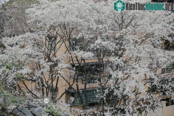 Hoa sưa đẹp tinh khôi trên từng góc phố.