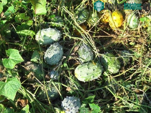 Dưa chuột có sừng châu Phi hay còn gọi là Kiwano.