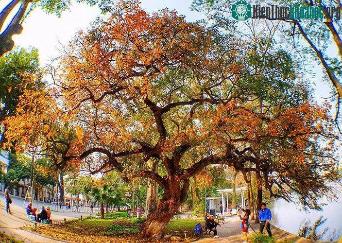 Hồ Gươm đẹp quyến rũ mùa lộc vừng thay lá ảnh 5