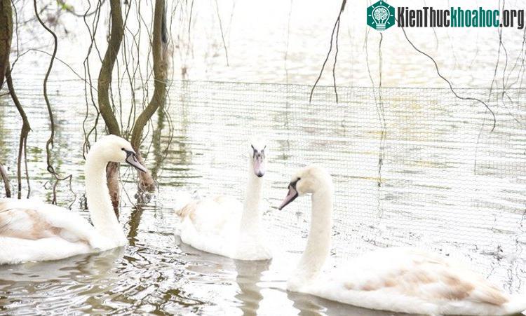 Thiên nga trắng là loại được nhiều người yêu thích