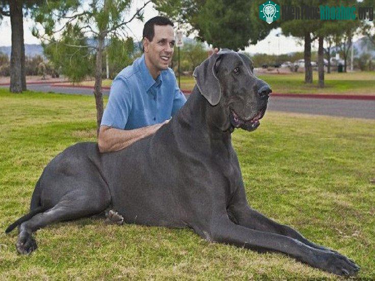 Great Dane được coi là giống cho cao nhất trên thế giới cùng với chó săn Irish Wolfhound.