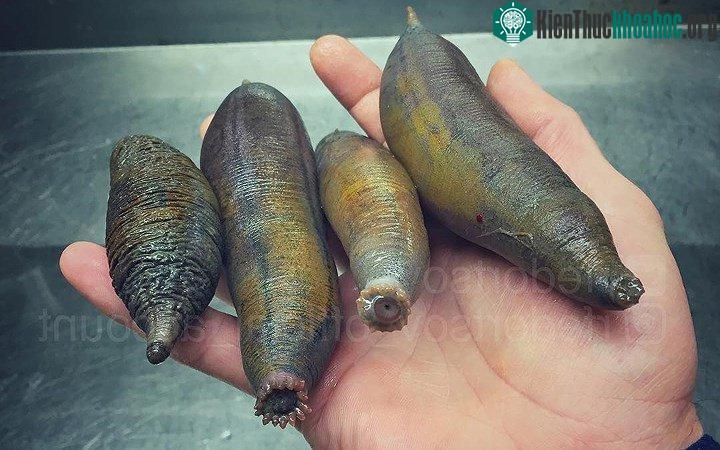 Dưa chuột biển (hải sâm)
