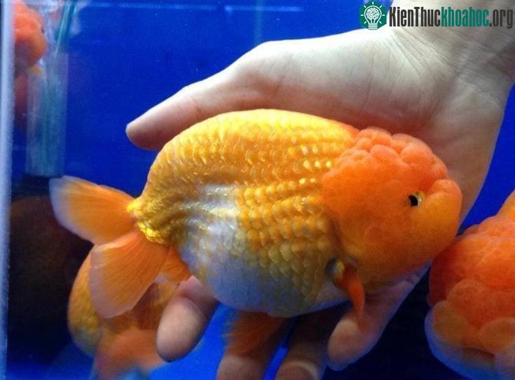 Cá ranchu