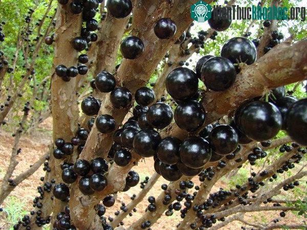 Thay vì mọc trên giàn leo, quả nho mọc thẳng trên thân cây gỗ.