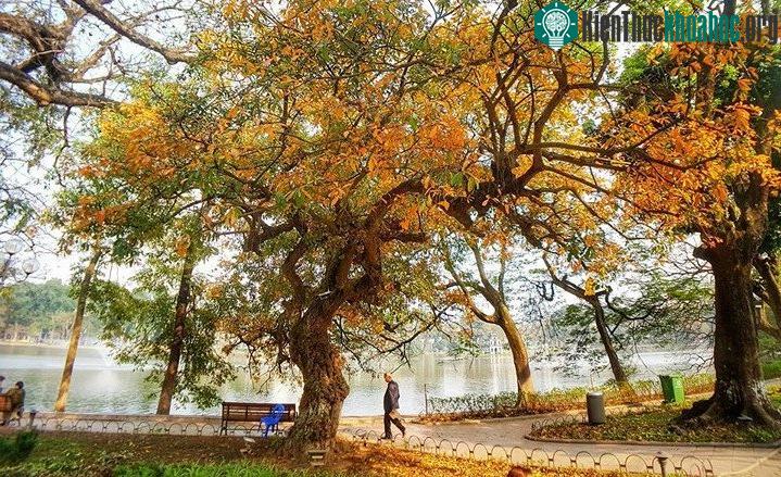 Hồ Gươm đẹp quyến rũ mùa lộc vừng thay lá ảnh 6