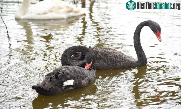Trong khi đó, bộ lông đen tuyền của Thiên nga đen thì mang vẻ cao sang, quyền quý