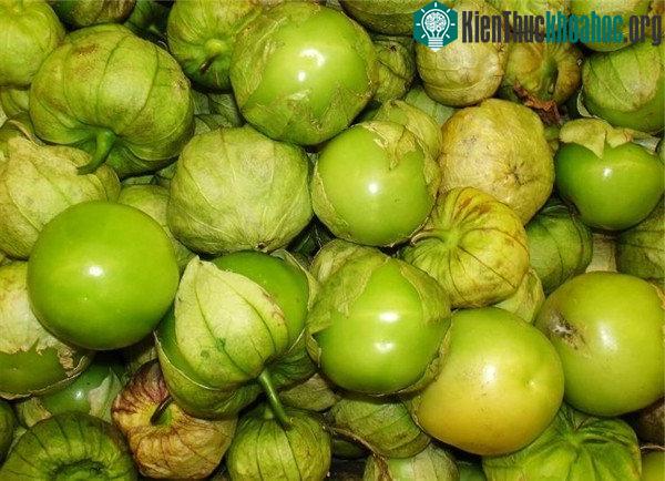 Tại Việt Nam, tầm bóp mọc hoang khắp nơi.
