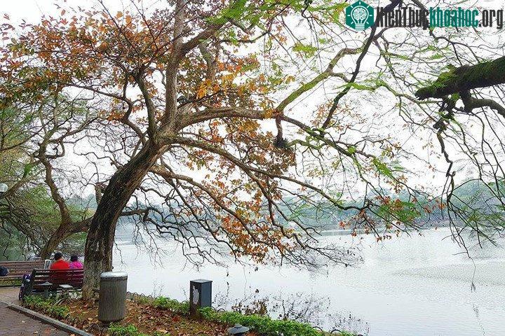 Hồ Gươm đẹp quyến rũ mùa lộc vừng thay lá ảnh 7