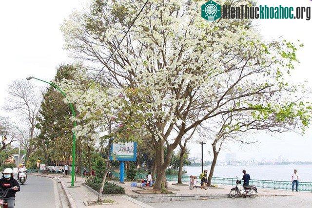 Một dãy hoa sữa trên đường Thanh Niên