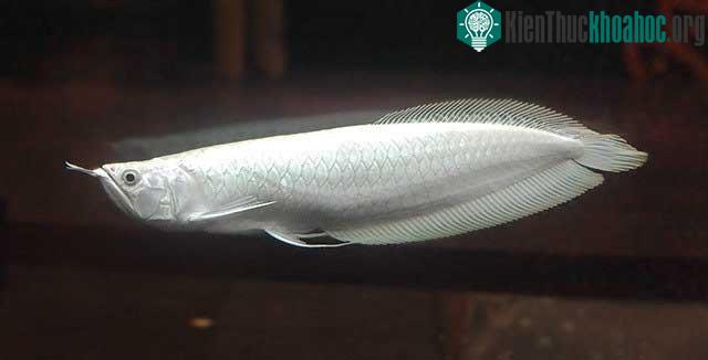Cá ngân long