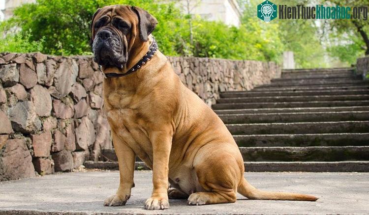 Loài chó Bullmastiff đứng đầu bảng xếp hạng những giống chó giữ nhà tốt nhất.