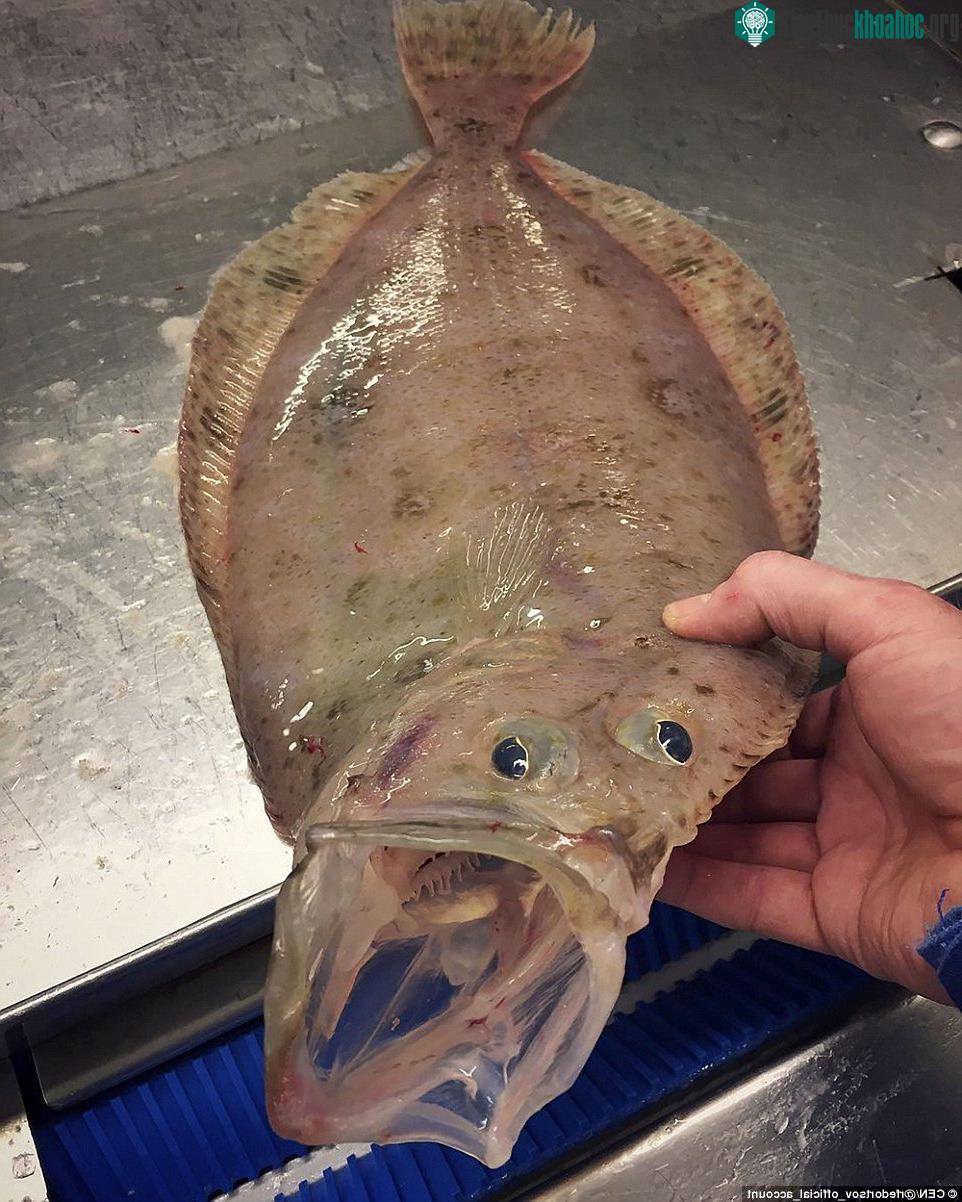 American Plaice