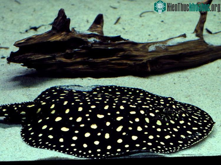 Cá đuối nước ngọt Polka Dot