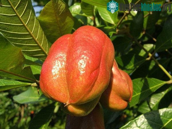 Ở các nước châu Phi, Ackee được sử dụng để ăn kèm với các món rau.