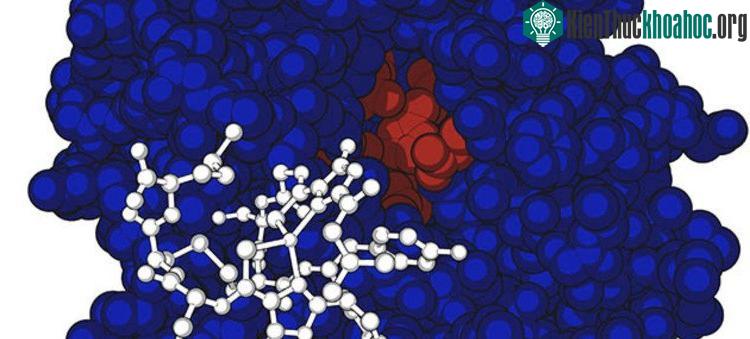 Cấu trúc protein. (Ảnh: Phòng thí nghiệm Amy Rosenzweig, Đại học Northwestern).