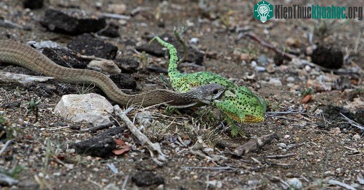 Rắn boomslang ngoạm chặt tắc kè hoa. (Ảnh: Josephine Williams).