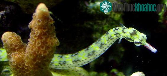 Một con cá chìa vôi. (Ảnh: liveaquaria.com).