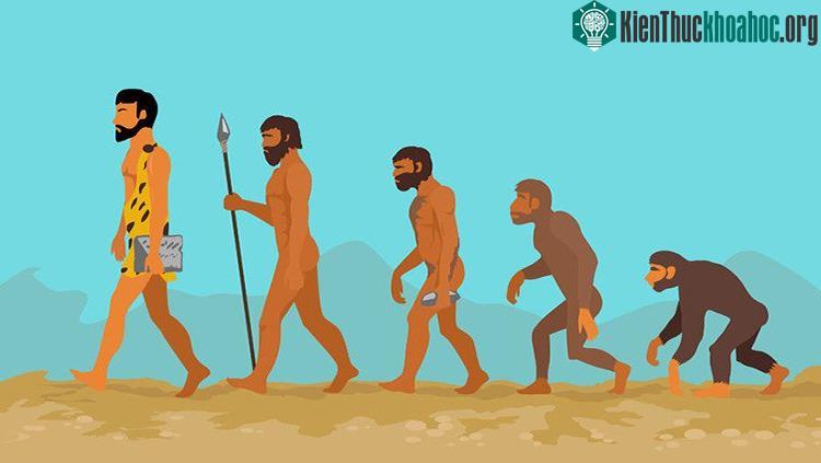 Trong quá trình tiến hóa, baculum ở loài người đã biến mất.