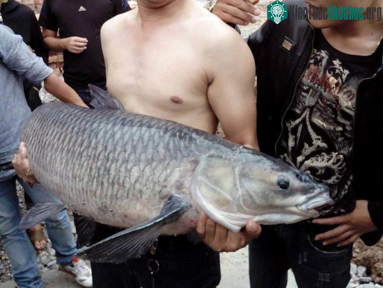 Cá trắm.