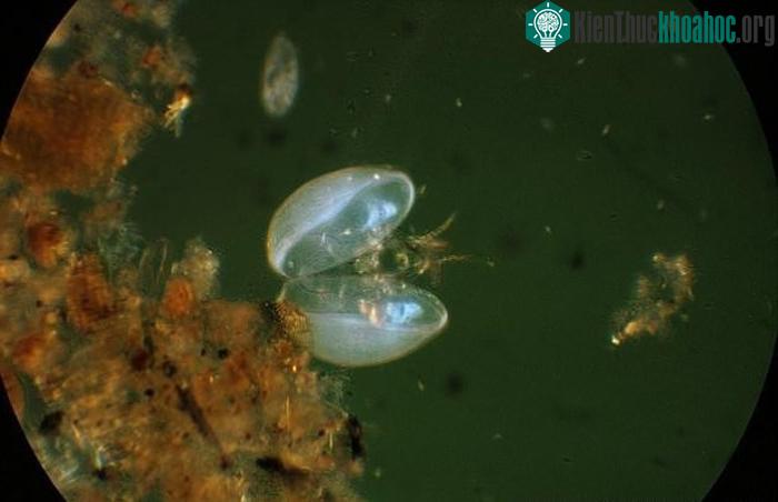Hình ảnh nghêu Ostracods được phục dựng - (ảnh: NATIONAL GEOGRAPHIC).