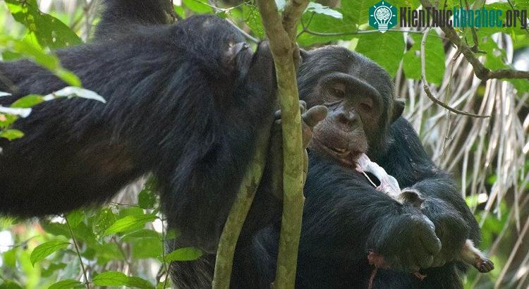 Tinh tinh săn đuổi và ăn hàng chục con khỉ đỏ colobus con.