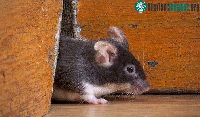 Các con chuột ở đây cũng mang nhiều chủng virus khác nhau.