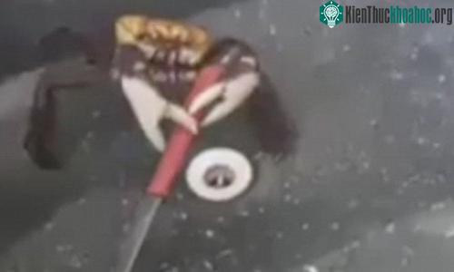 Cua sử dụng vũ khí để tự vệ.