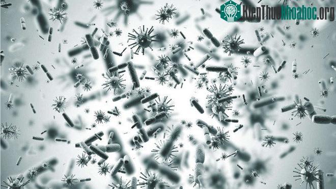 Hơn 6000 virus mới được tìm thấy.